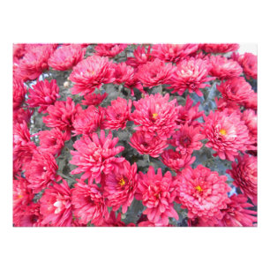 Red Chrysanthemum Blume Fotodruck