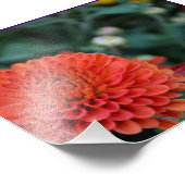 Red Chrysanthemum Fotodruck (Ecke)