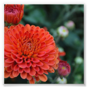 Red Chrysanthemum Fotodruck