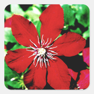 Red Clematis Climbing Blume Quadratischer Aufkleber