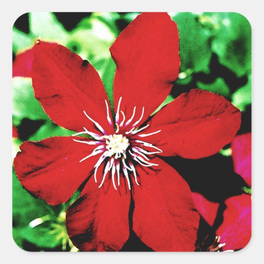 Red Clematis Climbing Blume Quadratischer Aufkleber (Vorderseite)