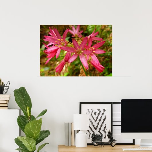 Red Clintonia Blume in Redwoods Poster (Heimbüro)