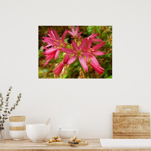 Red Clintonia Blume in Redwoods Poster (Küche)