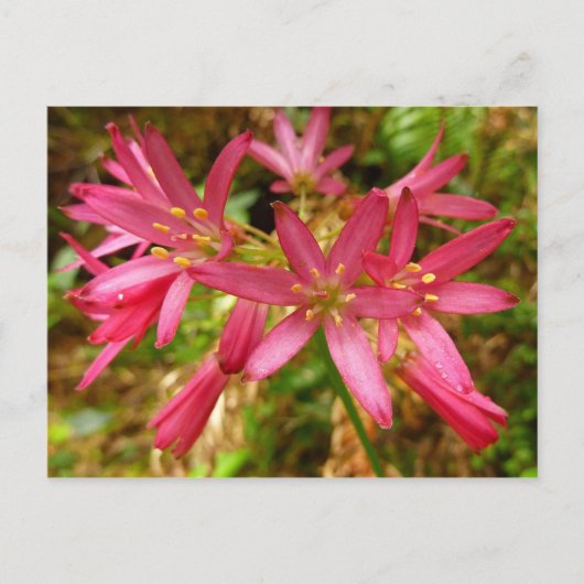 Red Clintonia Blume in Redwoods Postkarte (Vorderseite)
