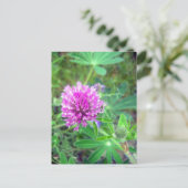 Red Clover Blossom 2 Postkarte (Stehend Vorderseite)