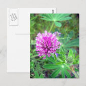 Red Clover Blossom 2 Postkarte (Vorne/Hinten)