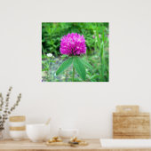 Red Clover Blossom 3 Poster (Küche)