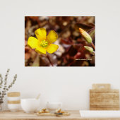 Red Clover Blume Poster (Küche)