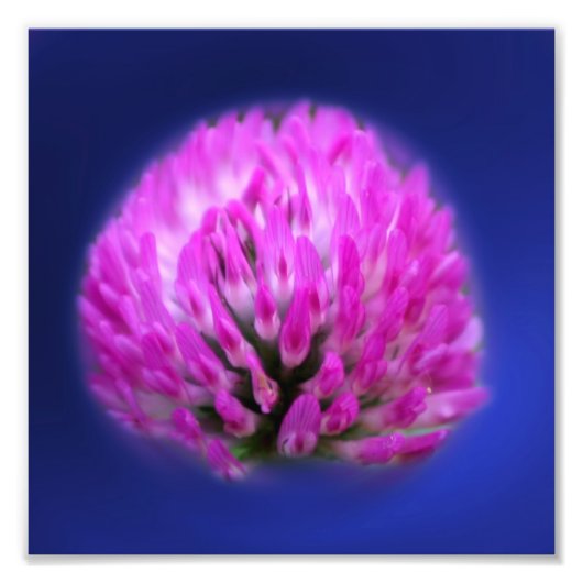 Red Clover Wildblume 8x8 Fotodruck (Vorne)