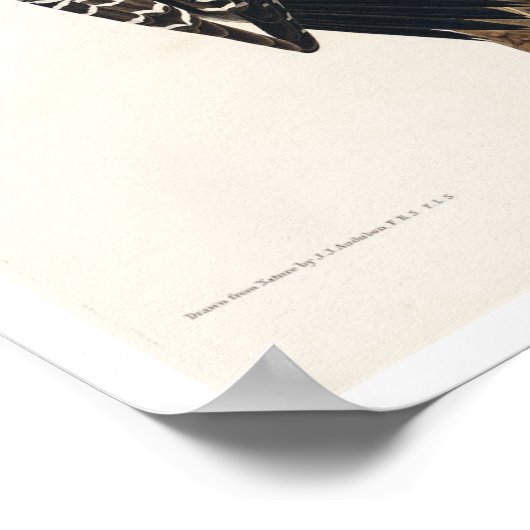 Red Cockaded Woodpecker von Audubon Poster (Ecke)