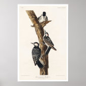 Red Cockaded Woodpecker von Audubon Poster (Vorne)