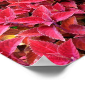 Red Coleus Hintergrund Textur Leinwand oder Poster (Ecke)