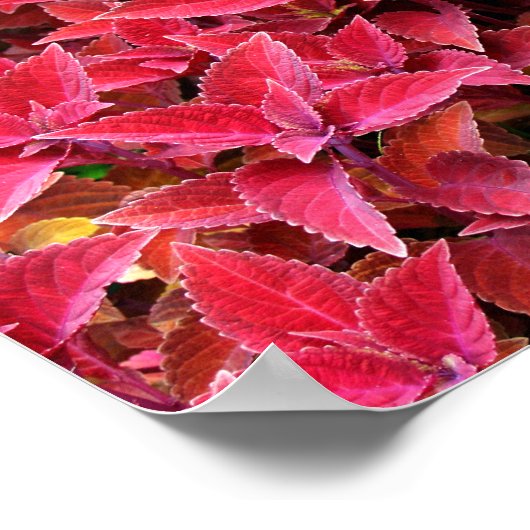 Red Coleus Hintergrund Textur Leinwand oder Poster (Ecke)