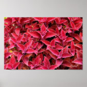 Red Coleus Hintergrund Textur Leinwand oder Poster (Vorne)