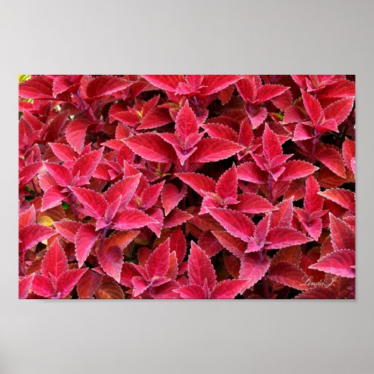 Red Coleus Hintergrund Textur Leinwand oder Poster (Vorne)