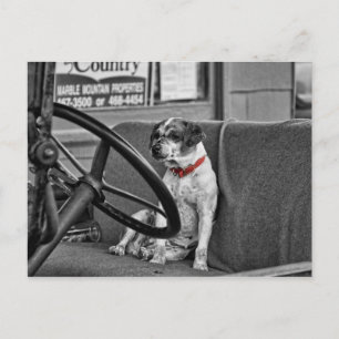 RED COLLAR POSTKARTE