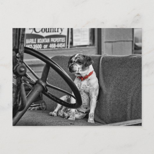 RED COLLAR POSTKARTE (Vorderseite)