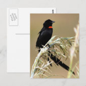 Red Collared Widow Südafrika Postkarte (Vorne/Hinten)