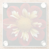 Red Collarette Dahlia auf der schwarzen Flora Glasuntersetzer (Rückseite)