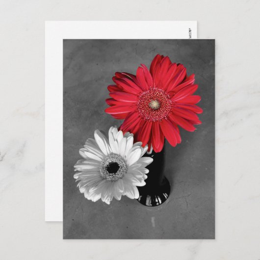 Red Color Splash Gerber Daisy Fotografie Postkarte (Vorne/Hinten)