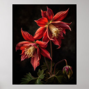 Red Columbine Blumen Art Print Poster