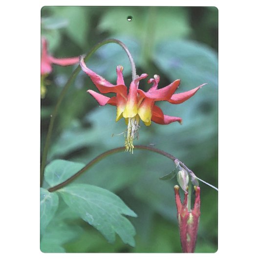 Red Columbine Klemmbrett (Rückseite)