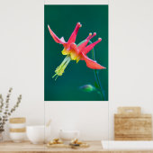 Red Columbine Poster (Küche)