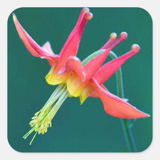 Red Columbine Quadratischer Aufkleber (Vorderseite)
