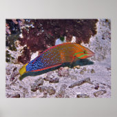 Red Coris Poster (Vorne)