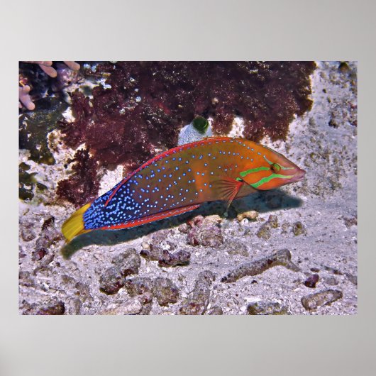 Red Coris Poster (Vorne)