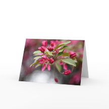 Red Crab Apple Blume