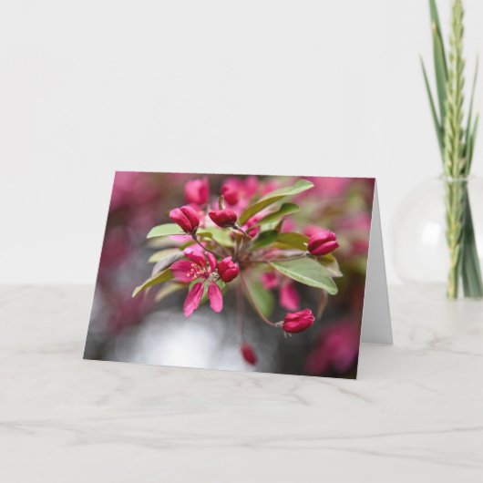 Red Crab Apple Blume Karte (Vorderseite)