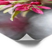 Red Crab Apple Blume Poster (Ecke)