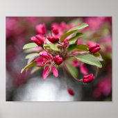 Red Crab Apple Blume Poster (Vorne)