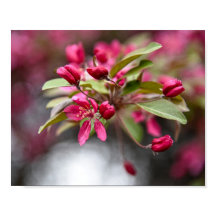 Red Crab Apple Blume Poster