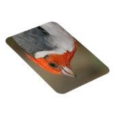 Red Created Kardinal Magnet (Rechte Seite)