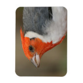 Red Created Kardinal Magnet (Vertikal)