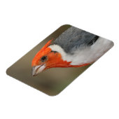 Red Created Kardinal Magnet (Linke Seite)