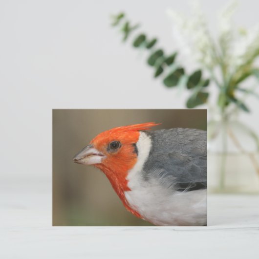 Red Created Kardinal Postkarte (Stehend Vorderseite)