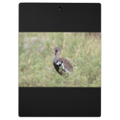 Red Crested Korhaan Klemmbrett (Rückseite)