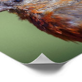 Red Crossbill Poster (Ecke)
