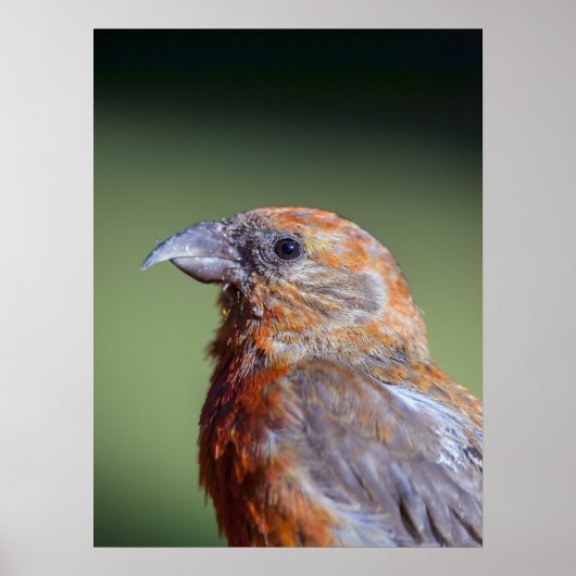 Red Crossbill Poster (Vorne)