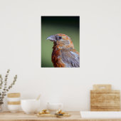 Red Crossbill Poster (Küche)