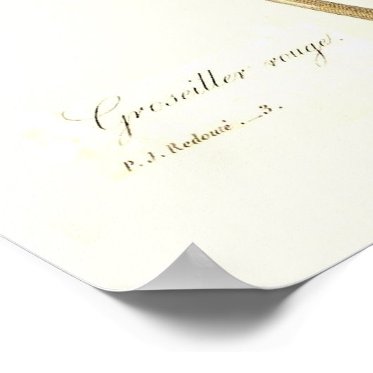 Red Currant Poster (Ecke)