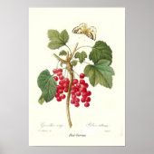 Red Currant Poster (Vorne)