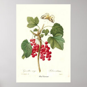 Red Currant Poster