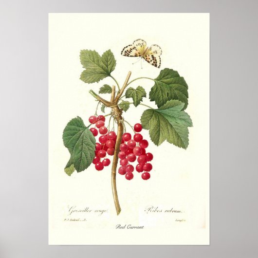 Red Currant Poster (Vorne)