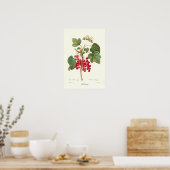 Red Currant Poster (Küche)