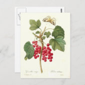 Red Currant Postkarte (Vorne/Hinten)