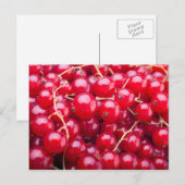 Red Currant Postkarte (Vorne/Hinten)